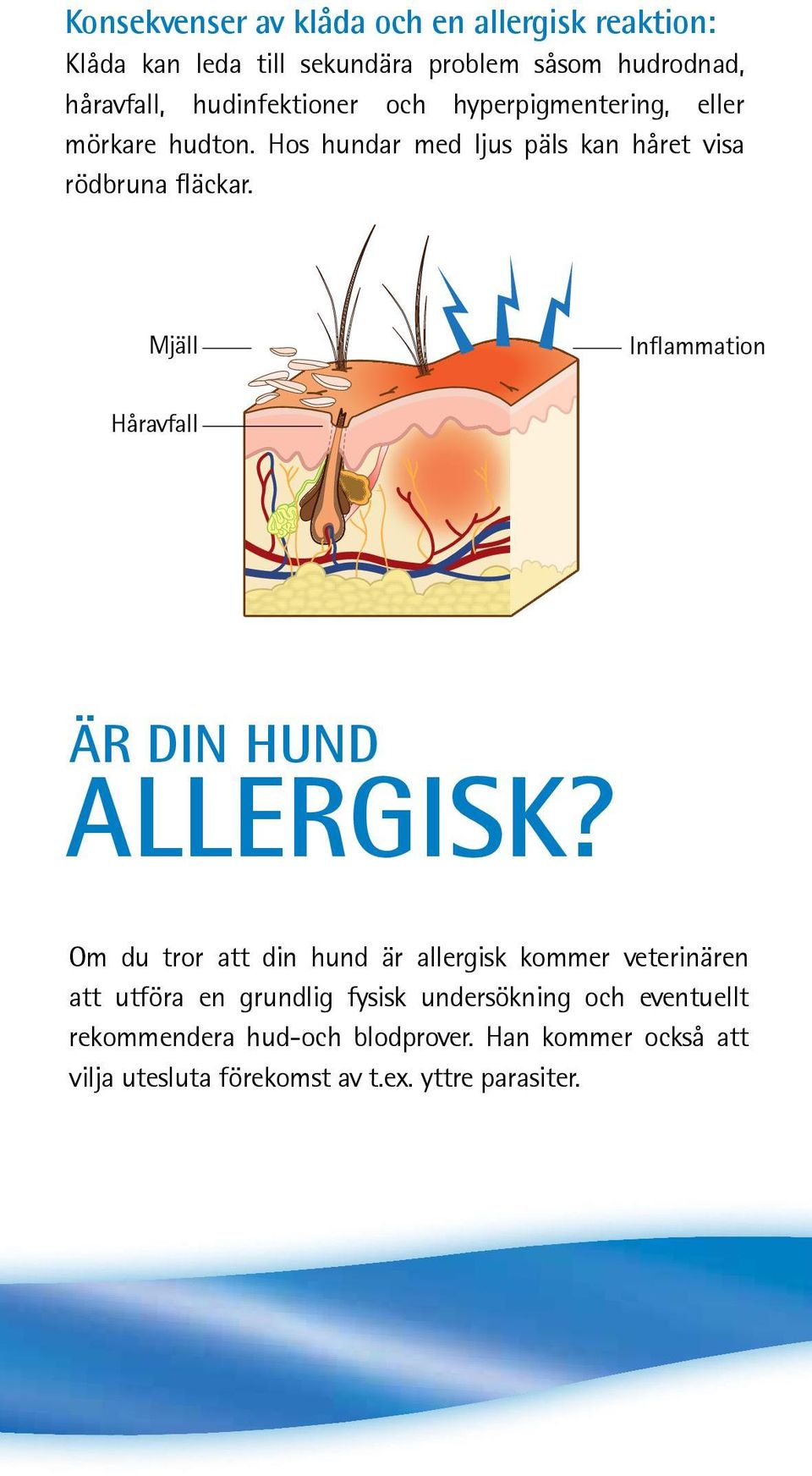 Dandruff Mjäll Inflammation Hair Håravfall loss är din hund allergisk?