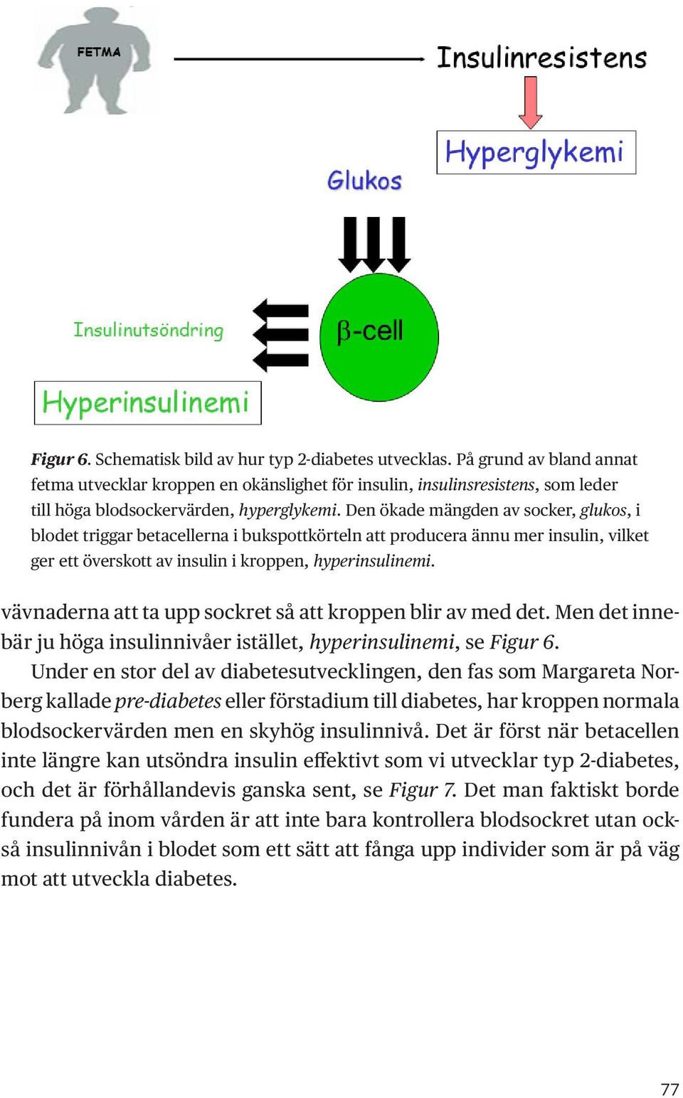 Den ökade mängden av socker, glukos, i blodet triggar betacellerna i bukspottkörteln att producera ännu mer insulin, vilket ger ett överskott av insulin i kroppen, hyperinsulinemi.