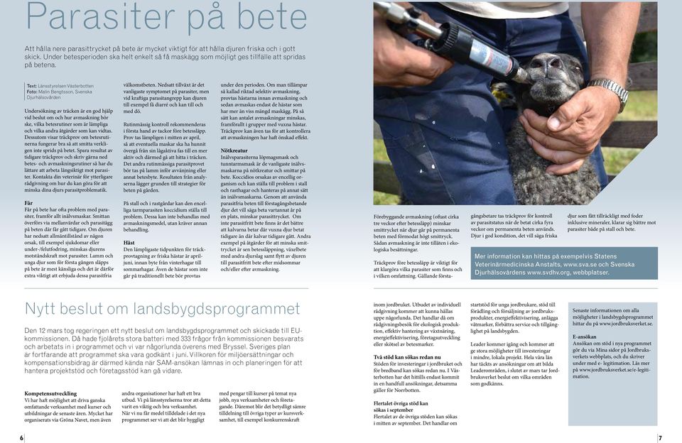 Text: Länsstyrelsen Västerbotten Foto: Malin Bengtsson, Svenska Djurhälsovården Undersökning av träcken är en god hjälp vid beslut om och hur avmaskning bör ske, vilka betesrutiner som är lämpliga