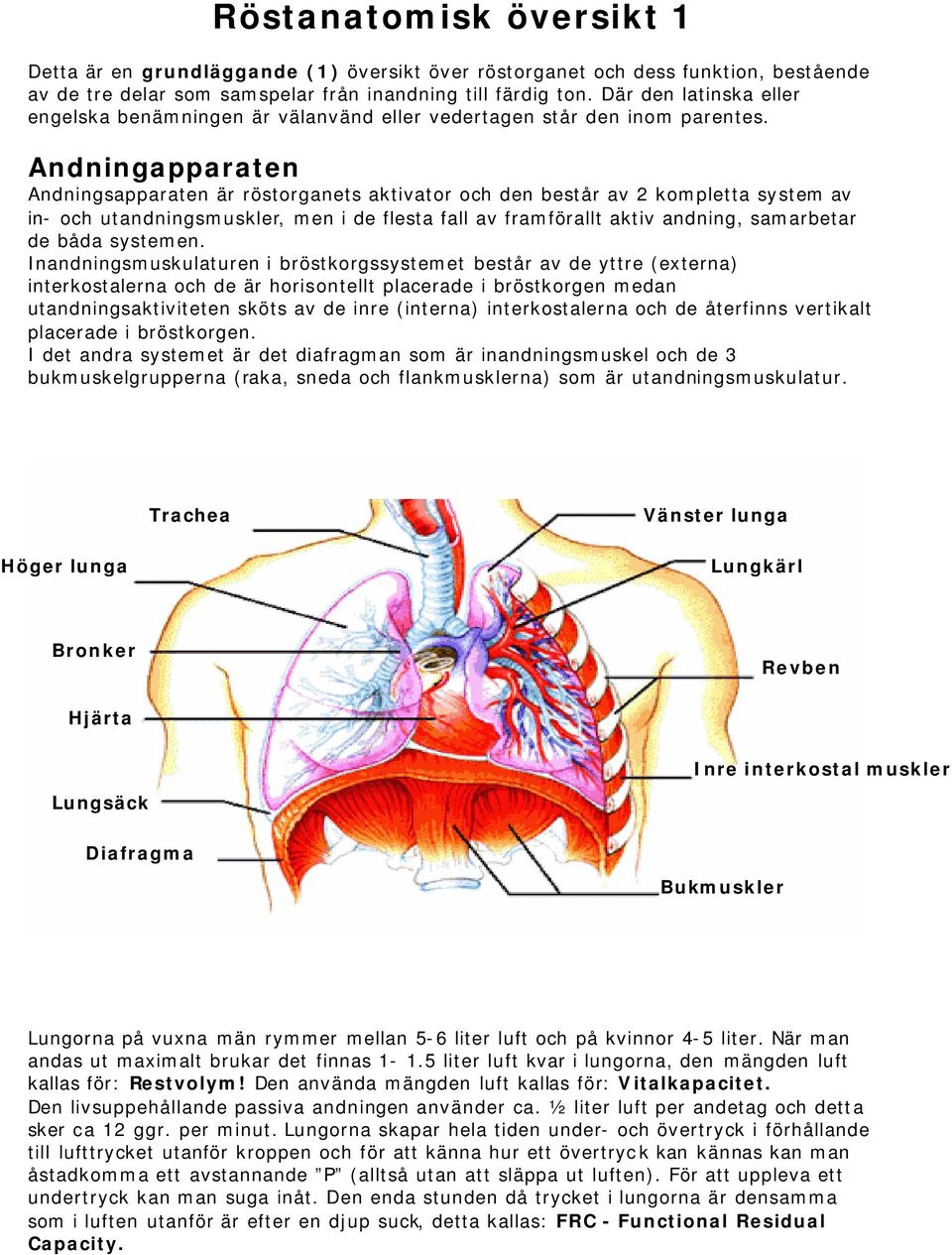 Andningapparaten Andningsapparaten är röstorganets aktivator och den består av 2 kompletta system av in- och utandningsmuskler, men i de flesta fall av framförallt aktiv andning, samarbetar de båda