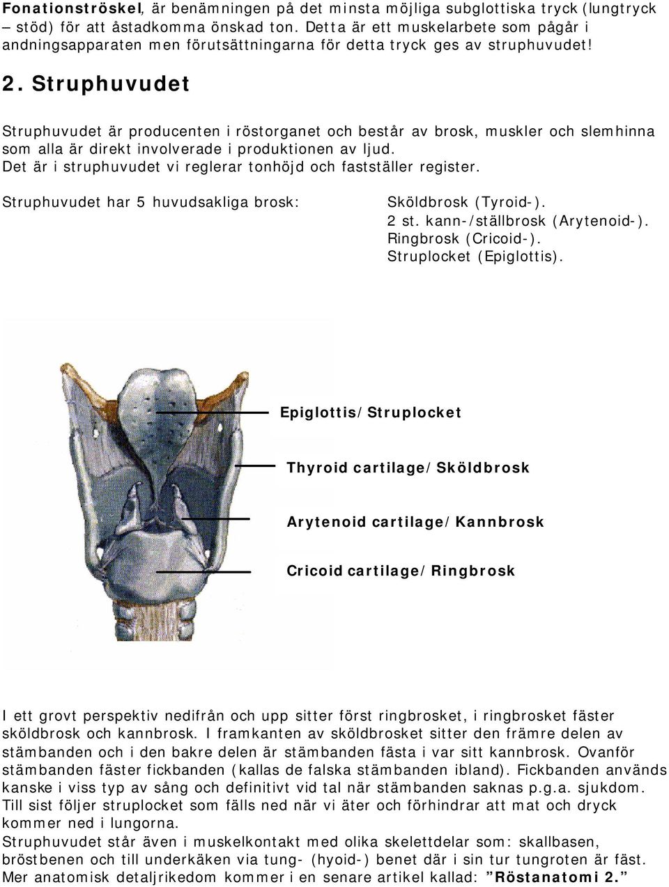 Struphuvudet Struphuvudet är producenten i röstorganet och består av brosk, muskler och slemhinna som alla är direkt involverade i produktionen av ljud.