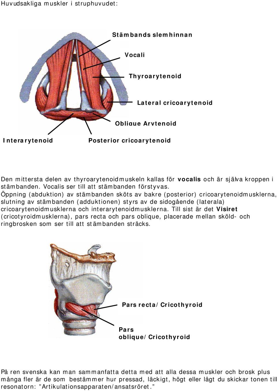 Öppning (abduktion) av stämbanden sköts av bakre (posterior) cricoarytenoidmusklerna, slutning av stämbanden (adduktionen) styrs av de sidogående (laterala) cricoarytenoidmusklerna och