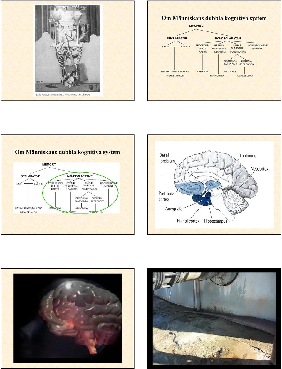 LEARNING CONDITIONING EMOTIONAL RESPONSES SKELETAL RESPONSES MEDIAL TEMPORAL LOBE