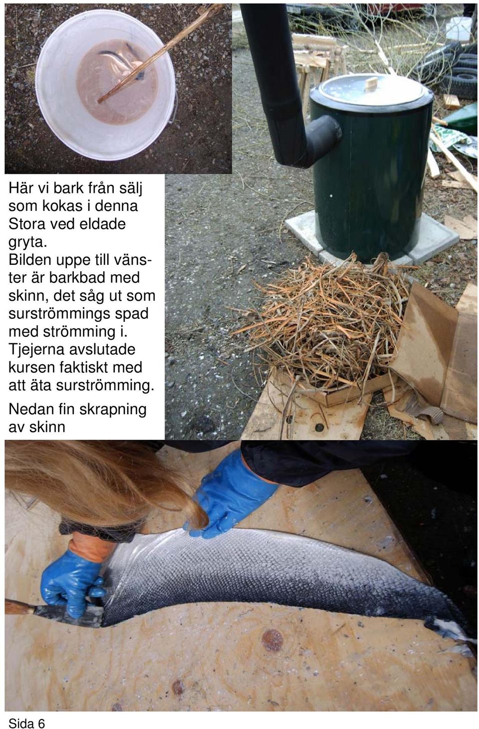 surströmmings spad med strömming i.