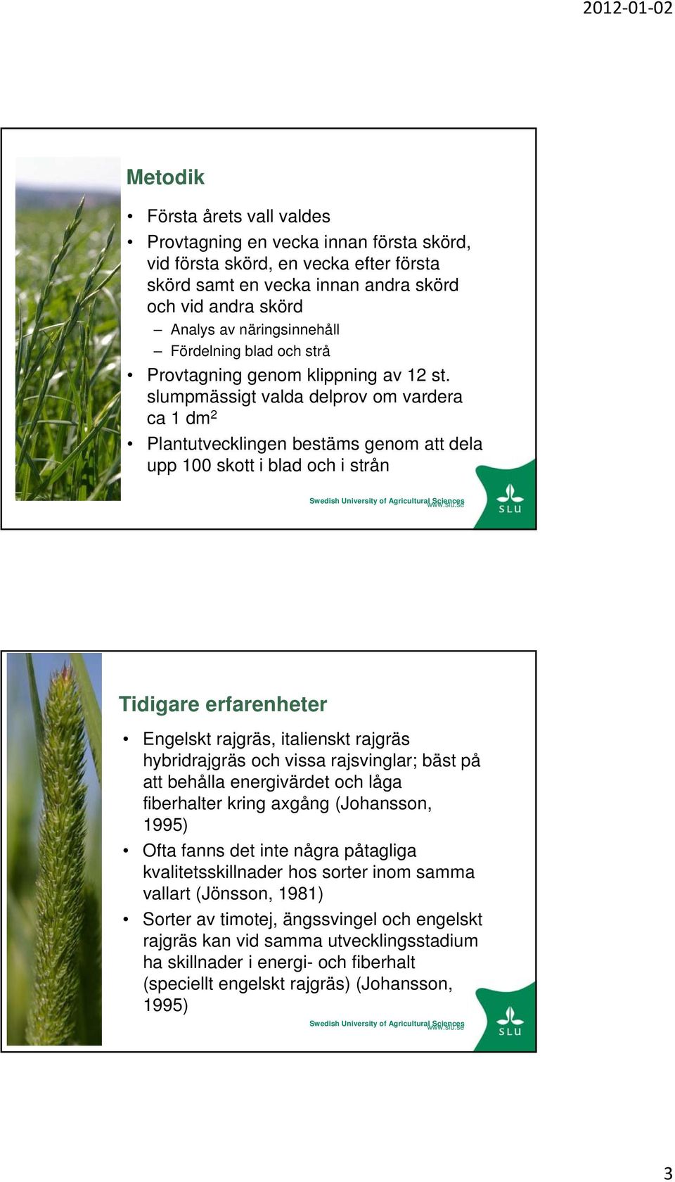 slumpmässigt valda delprov om vardera ca 1 dm 2 Plantutvecklingen bestäms genom att dela upp 100 skott i blad och i strån Tidigare erfarenheter Engelskt rajgräs, italienskt rajgräs hybridrajgräs och