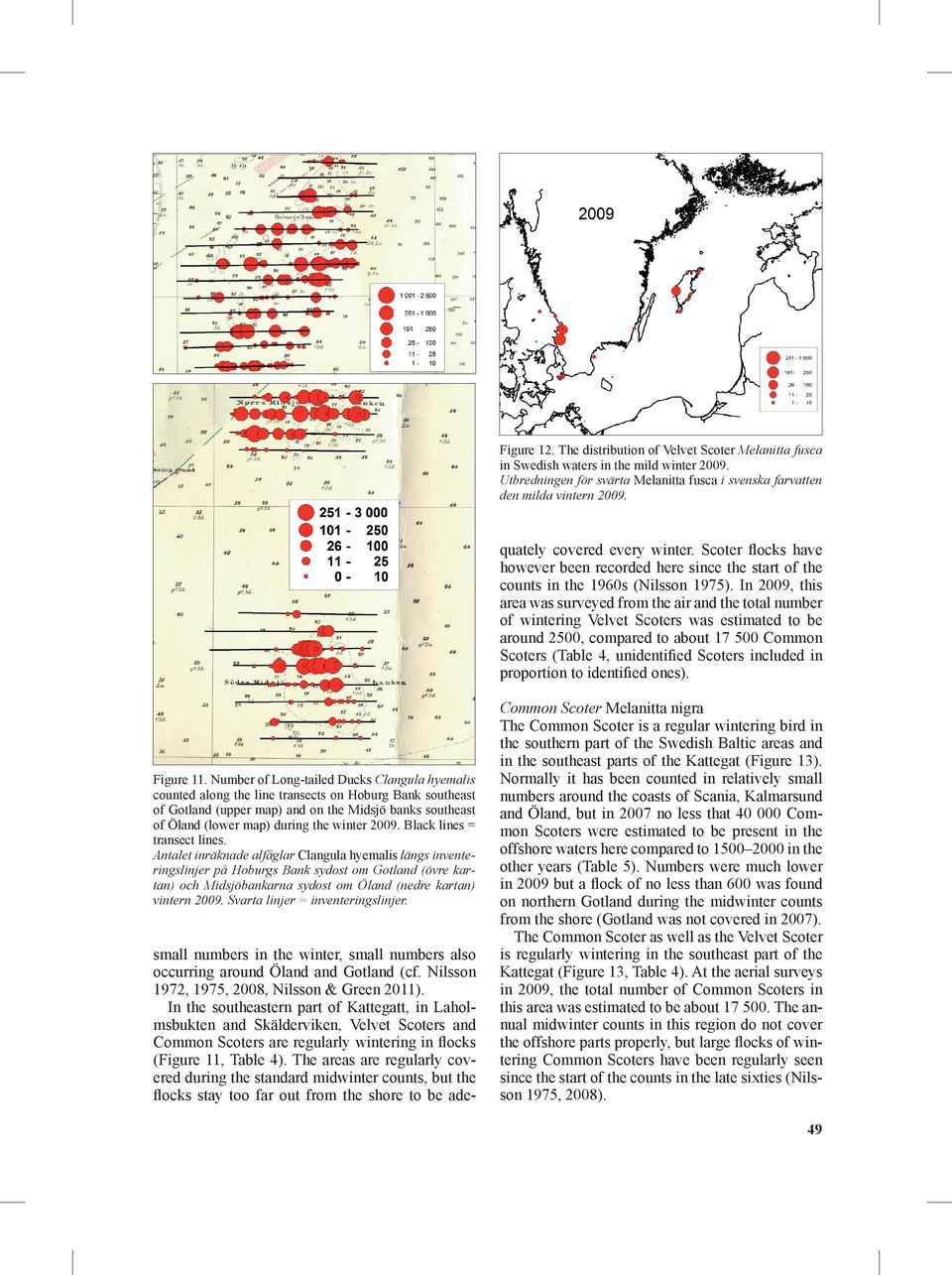 In 2009, this area was surveyed from the air and the total number of wintering Velvet Scoters was estimated to be around 2500, compared to about 17 500 Common Scoters (Table 4, unidentified Scoters