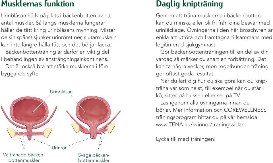 Det är också bra att stärka musklerna i förebyggande syfte. Urinblåsan Daglig knipträning Genom att träna musklerna i bäckenbotten kan du minska eller bli fri från dina besvär med urinläckage.