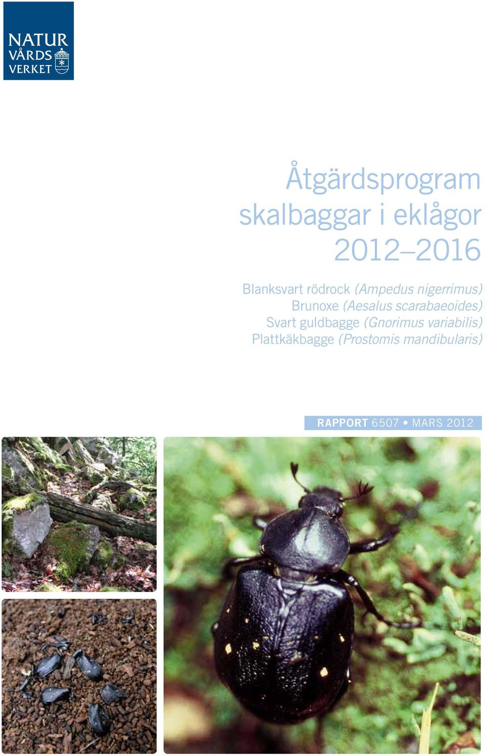 (Aesalus scarabaeoides) Svart guldbagge (Gnorimus