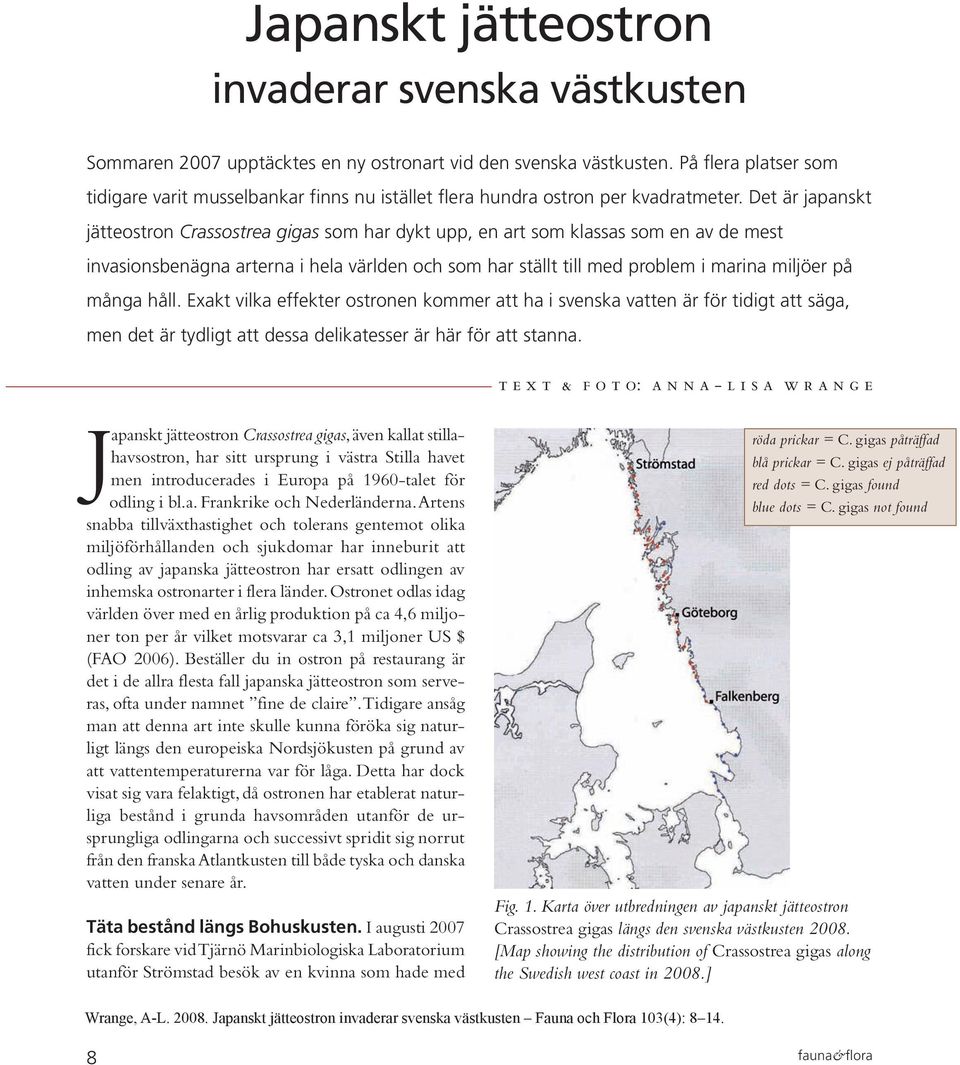 Det är japanskt jätteostron Crassostrea gigas som har dykt upp, en art som klassas som en av de mest invasionsbenägna arterna i hela världen och som har ställt till med problem i marina miljöer på