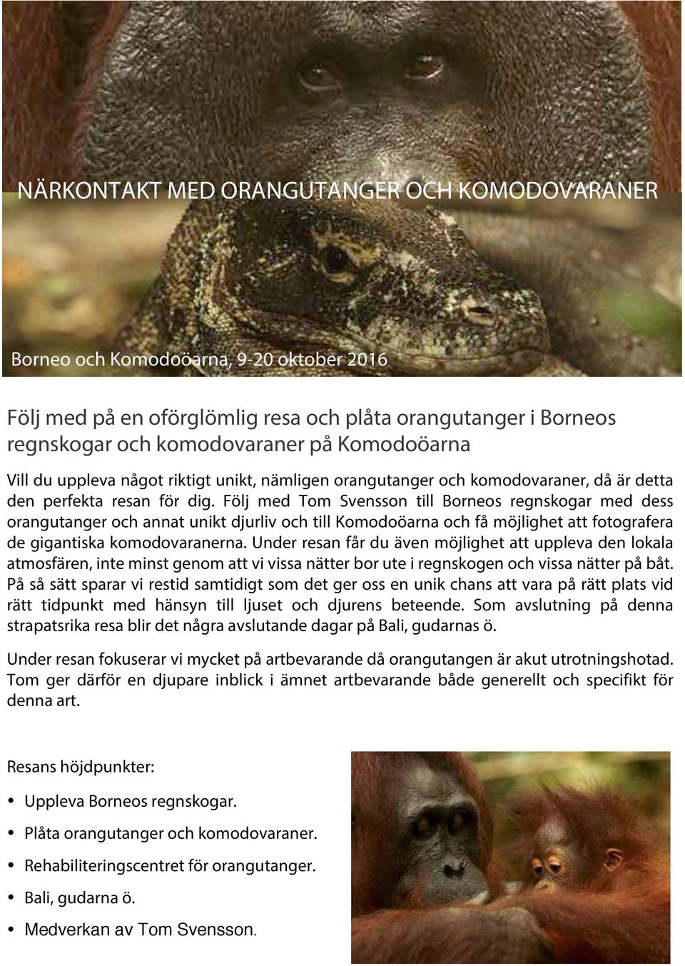 Följ med Tom Svensson till Borneos regnskogar med dess orangutanger och annat unikt djurliv och till Komodoöarna och få möjlighet att fotografera de gigantiska komodovaranerna.