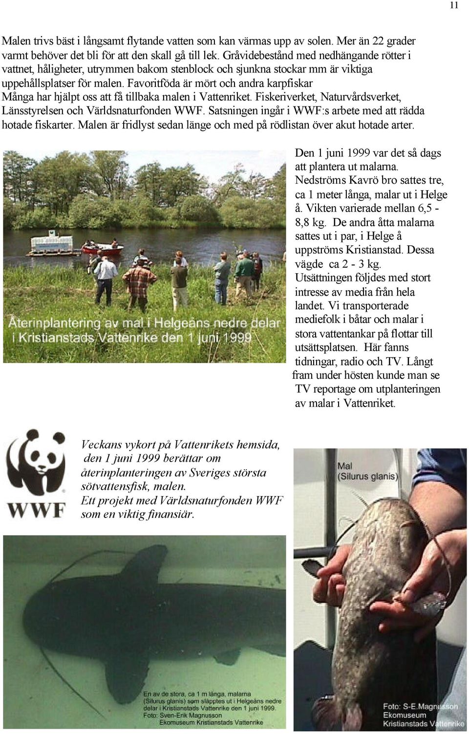 Favoritföda är mört och andra karpfiskar Många har hjälpt oss att få tillbaka malen i Vattenriket. Fiskeriverket, Naturvårdsverket, Länsstyrelsen och Världsnaturfonden WWF.