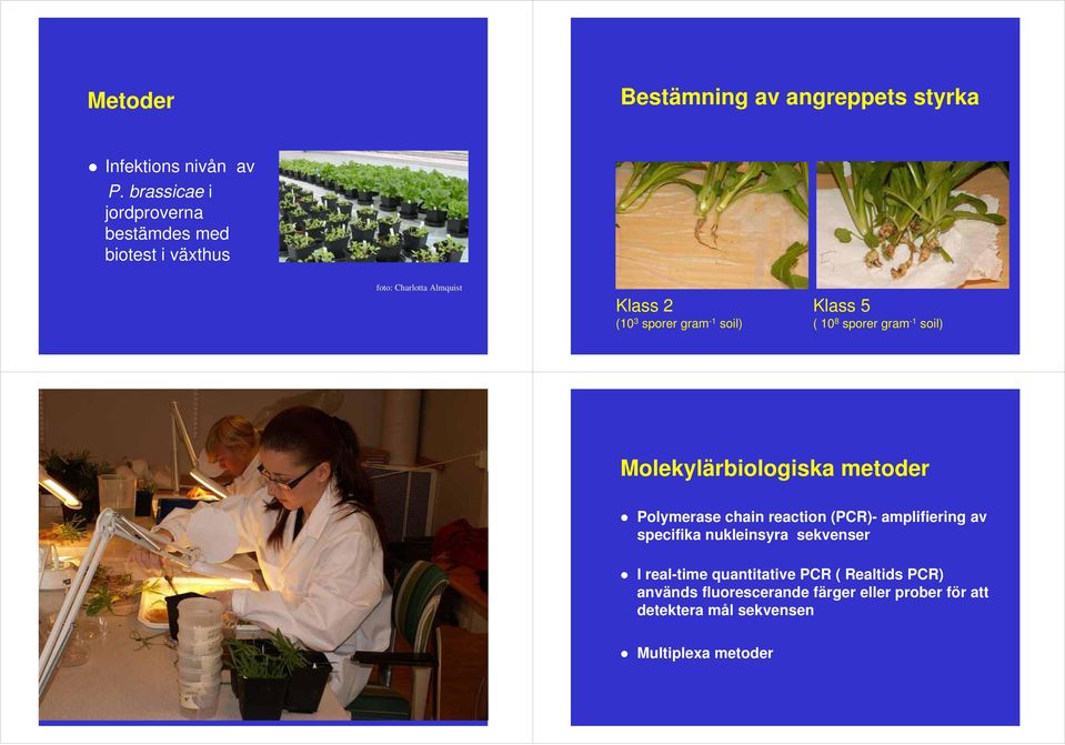 Klass 5 ( 1 8 sporer gram -1 soil) Molekylärbiologiska metoder Polymerase chain reaction (PCR)- amplifiering av