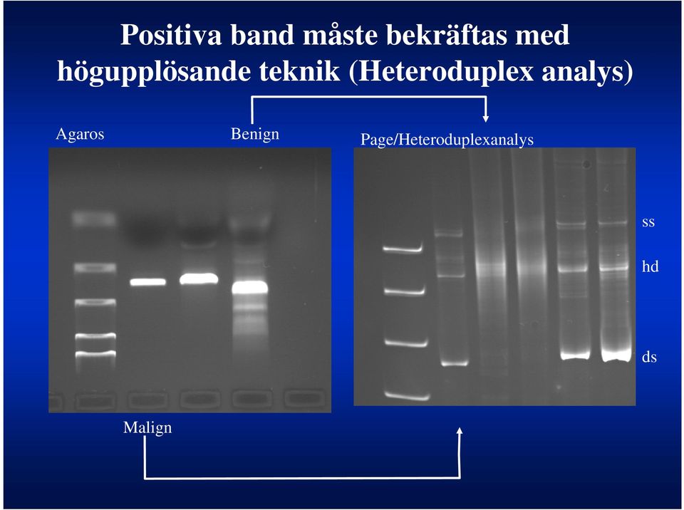 (Heteroduplex analys) Agaros