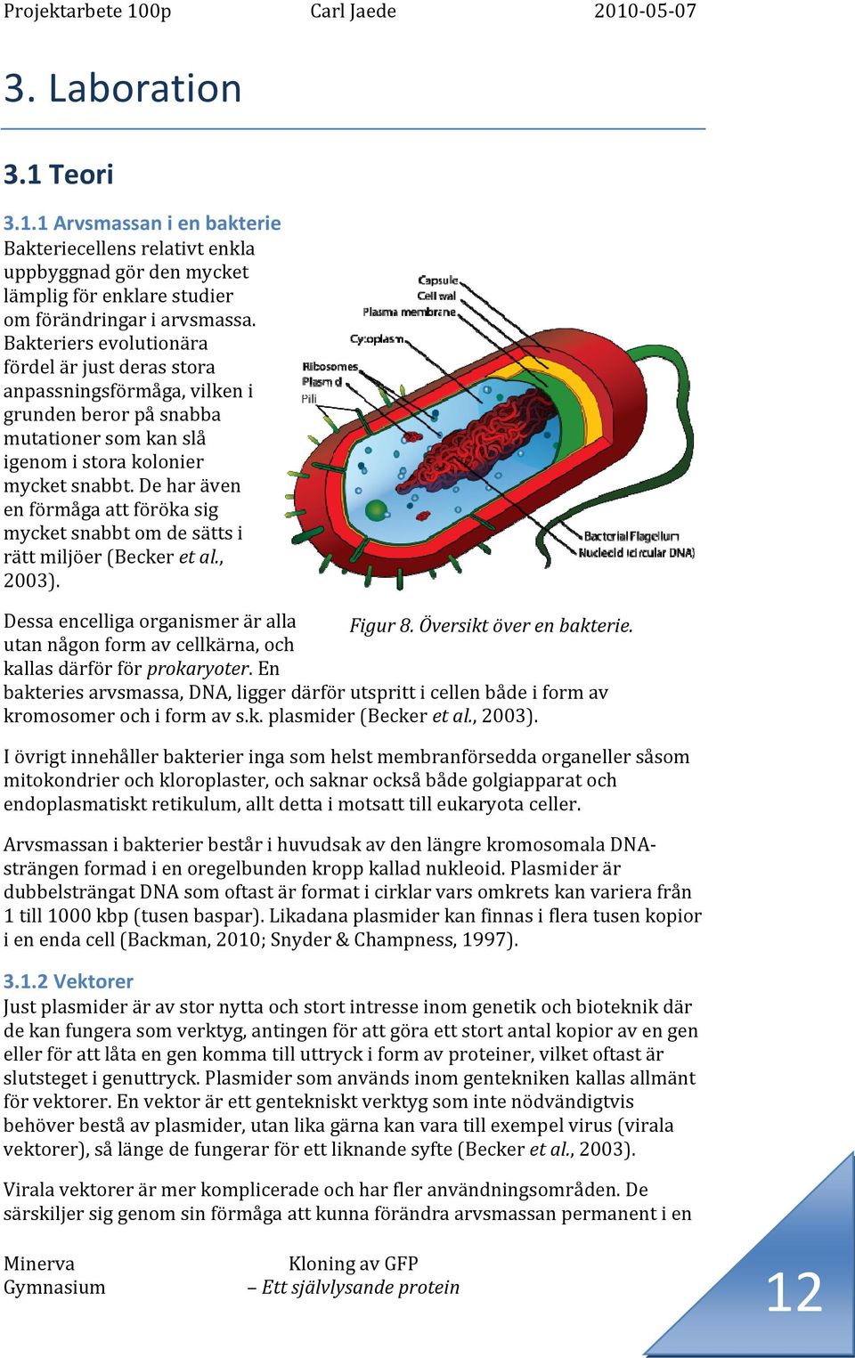 De har även en förmåga att föröka sig mycket snabbt om de sätts i rätt miljöer (Becker et al., 2003). Dessa encelliga organismer är alla Figur 8. Översikt över en bakterie.