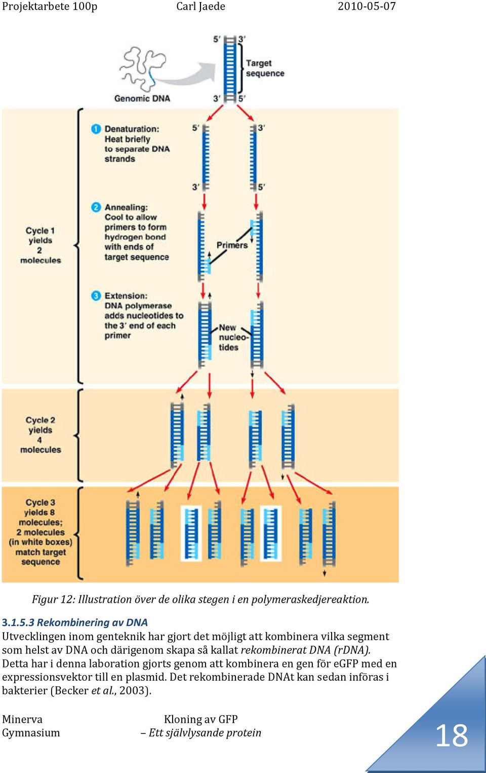 av DNA och därigenom skapa så kallat rekombinerat DNA (rdna).