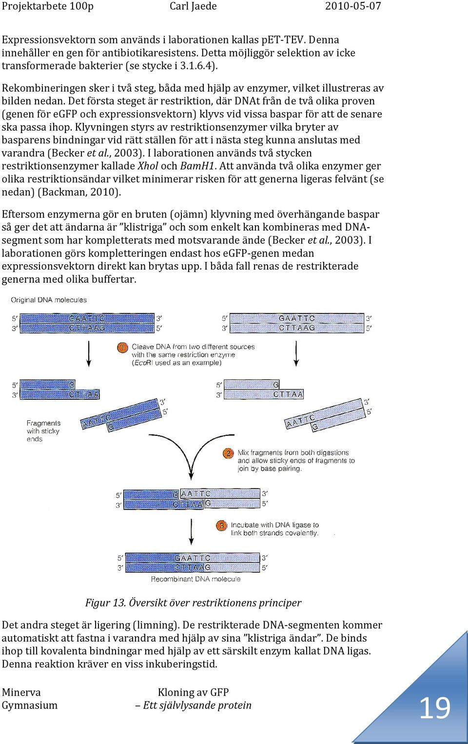 Det första steget är restriktion, där DNAt från de två olika proven (genen för egfp och expressionsvektorn) klyvs vid vissa baspar för att de senare ska passa ihop.