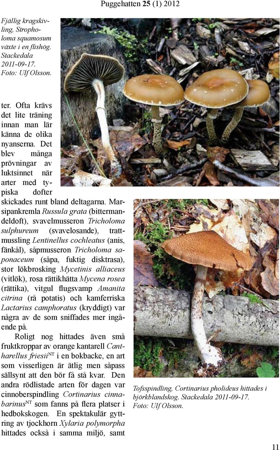 Marsipankremla Russula grata (bittermandeldoft), svavelmusseron Tricholoma sulphureum (svavelosande), trattmussling Lentinellus cochleatus (anis, fänkål), såpmusseron Tricholoma saponaceum (såpa,