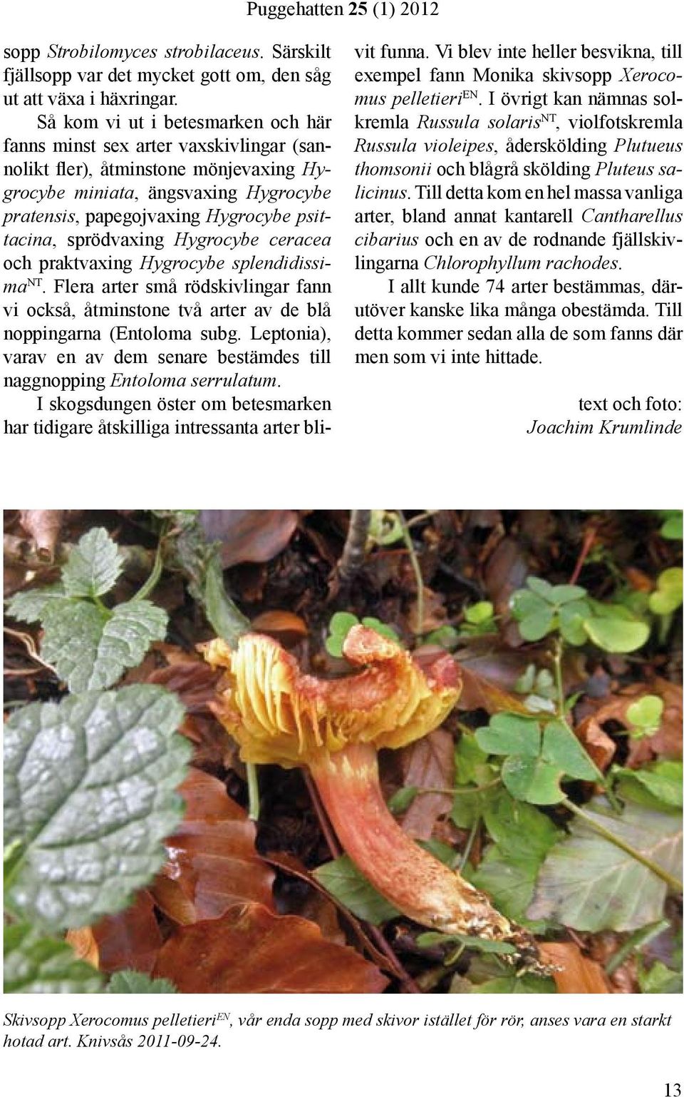 sprödvaxing Hygrocybe ceracea och praktvaxing Hygrocybe splendidissima NT. Flera arter små rödskivlingar fann vi också, åtminstone två arter av de blå noppingarna (Entoloma subg.