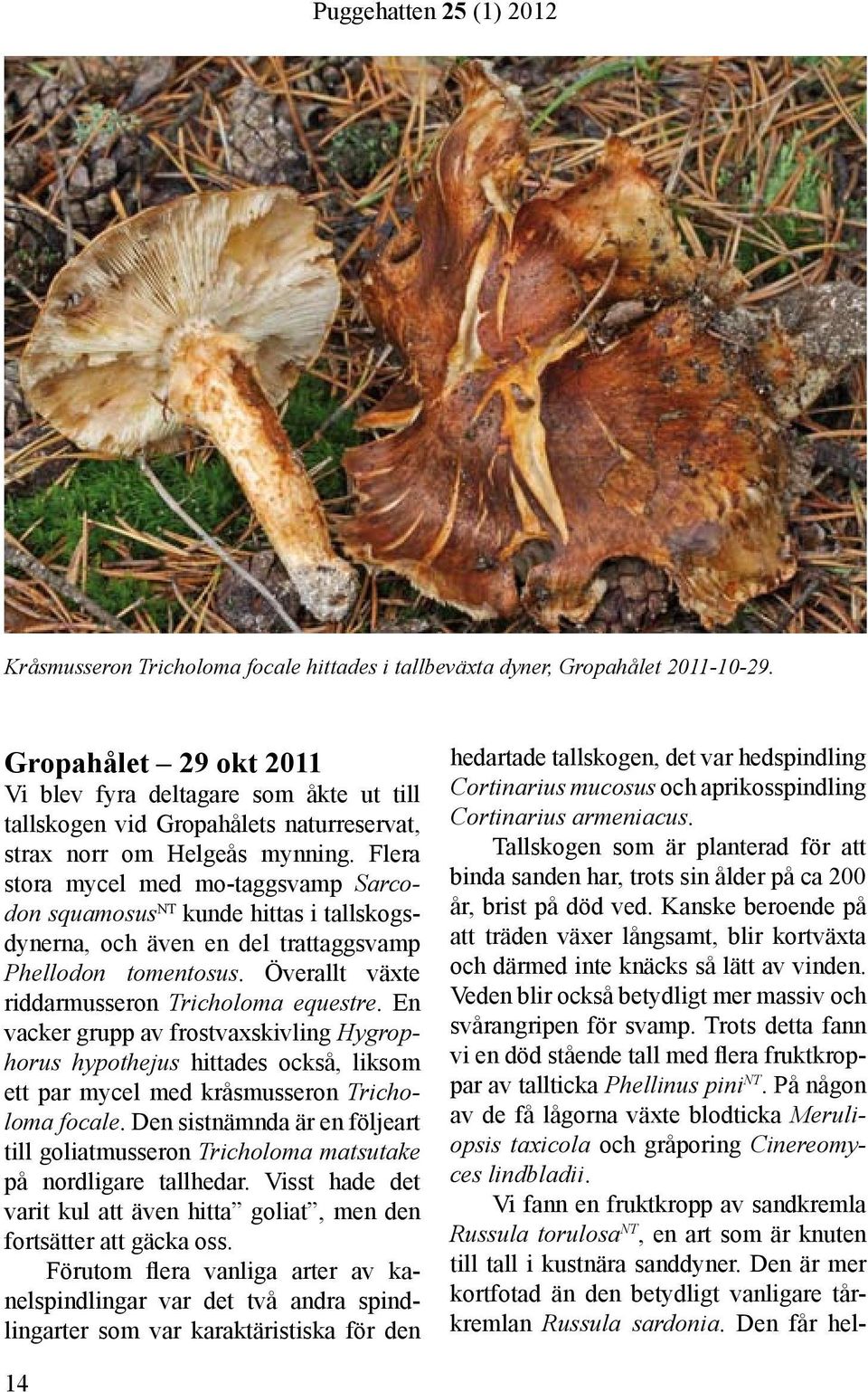 Flera stora mycel med mo-taggsvamp Sarcodon squamosus NT kunde hittas i tallskogsdynerna, och även en del trattaggsvamp Phellodon tomentosus. Överallt växte riddarmusseron Tricholoma equestre.