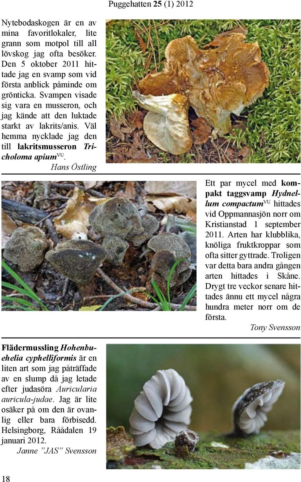 Hans Östling Ett par mycel med kompakt taggsvamp Hydnellum compactum VU hittades vid Oppmannasjön norr om Kristianstad 1 september 2011.