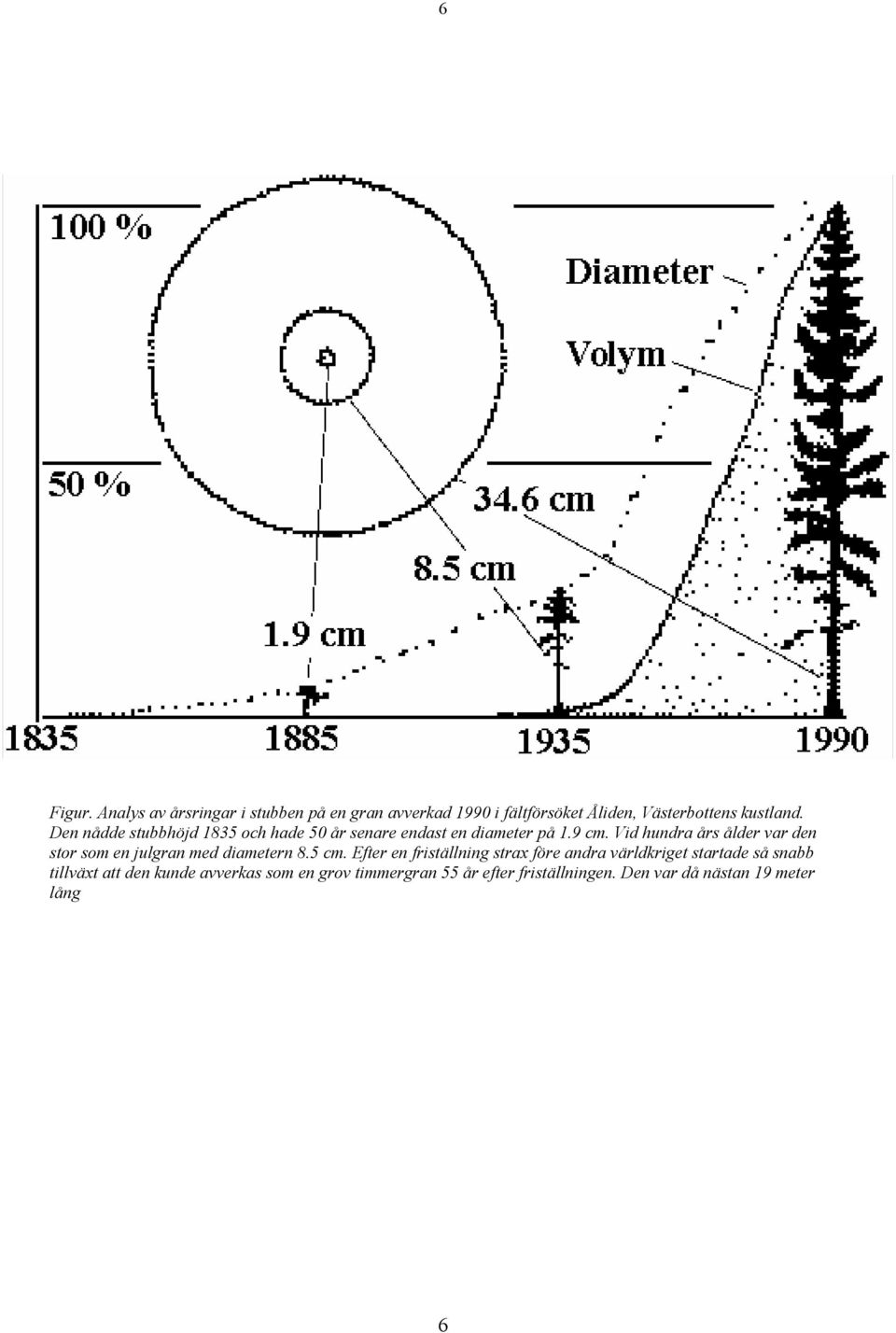 Vid hundra års ålder var den stor som en julgran med diametern 8.5 cm.