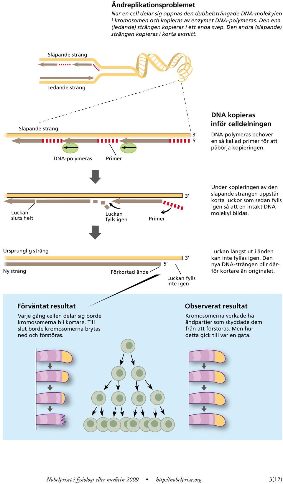 Släpande sträng Ledande sträng Släpande sträng DN kopieras inför celldelningen DN-polymeras behöver en så kallad primer för att påbörja kopieringen.