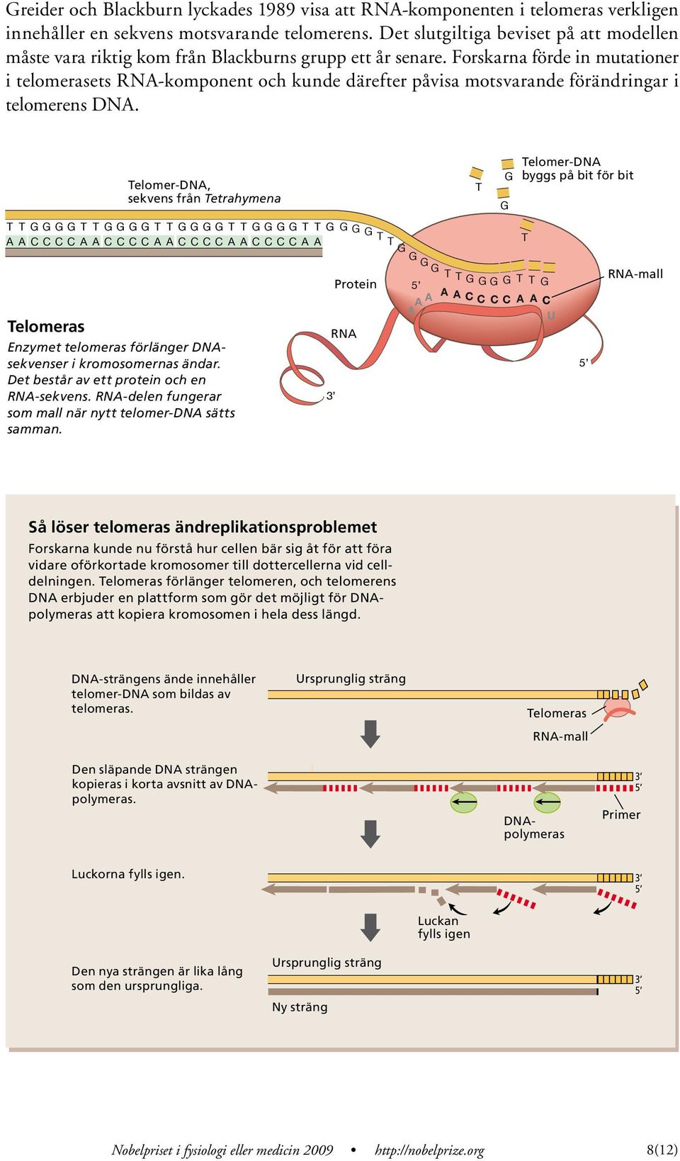 Forskarna förde in mutationer i telomerasets RN-komponent och kunde därefter påvisa motsvarande förändringar i telomerens DN.