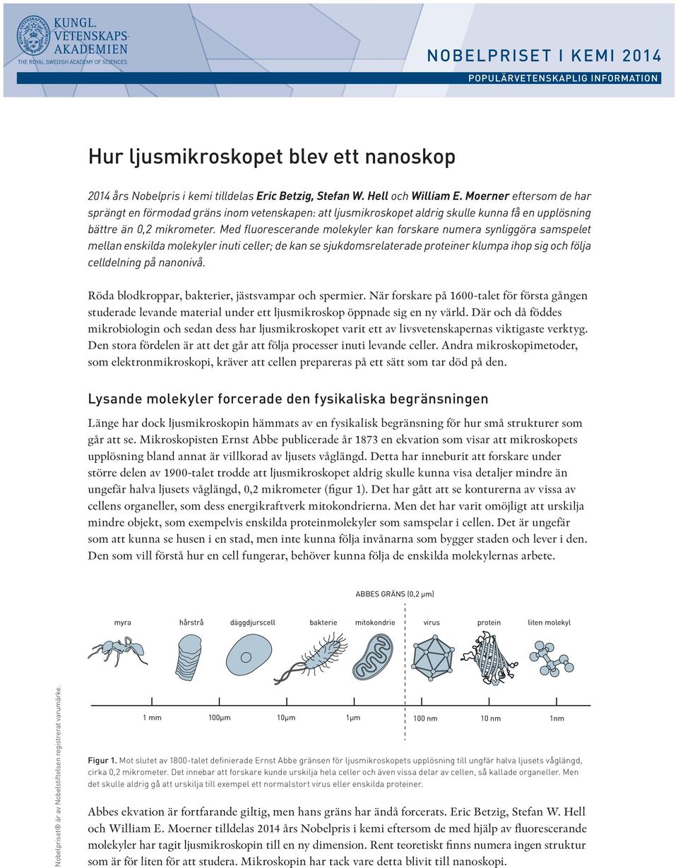 Med fluorescerande molekyler kan forskare numera synliggöra samspelet mellan enskilda molekyler inuti celler; de kan se sjukdomsrelaterade proteiner klumpa ihop sig och följa celldelning på nanonivå.