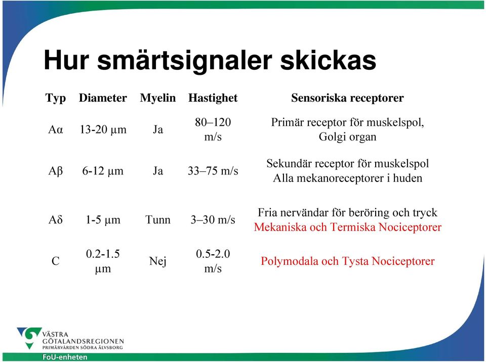 muskelspol Alla mekanoreceptorer i huden Aδ 1-5 µm Tunn 3 30 m/s Fria nervändar för beröring och