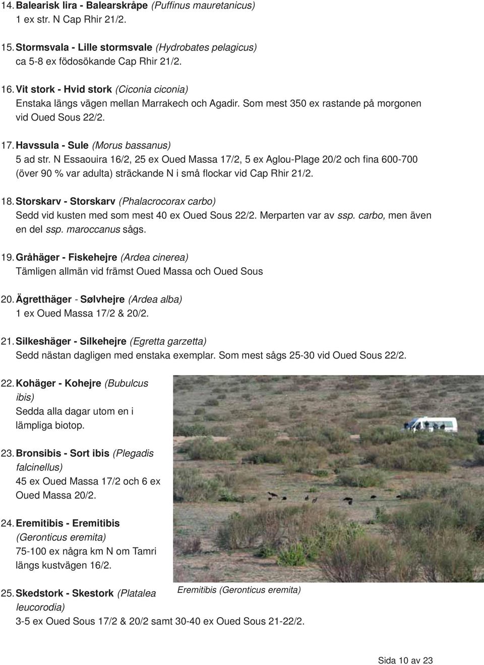 N Essaouira 16/2, 25 ex Oued Massa 17/2, 5 ex Aglou-Plage 20/2 och fina 600-700 (över 90 % var adulta) sträckande N i små flockar vid Cap Rhir 21/2. 18.