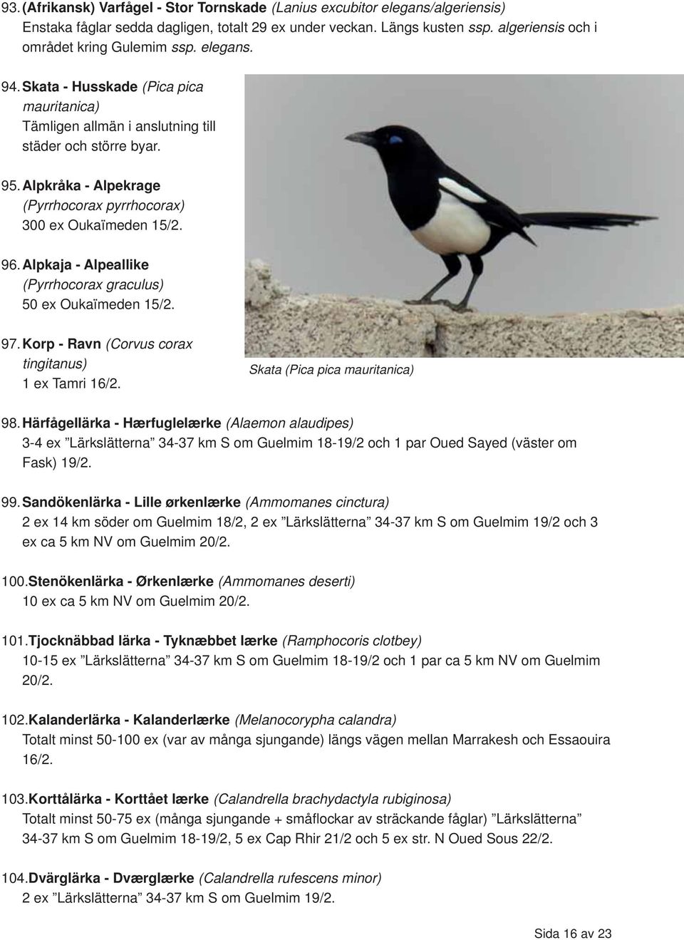 Alpkaja - Alpeallike (Pyrrhocorax graculus) 50 ex Oukaïmeden 15/2. 97.Korp - Ravn (Corvus corax tingitanus) 1 ex Tamri 16/2. Skata (Pica pica mauritanica) 98.