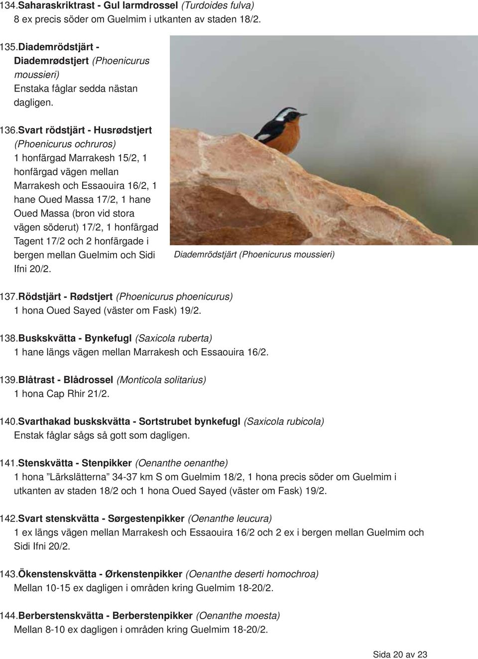 Svart rödstjärt - Husrødstjert (Phoenicurus ochruros) 1 honfärgad Marrakesh 15/2, 1 honfärgad vägen mellan Marrakesh och Essaouira 16/2, 1 hane Oued Massa 17/2, 1 hane Oued Massa (bron vid stora