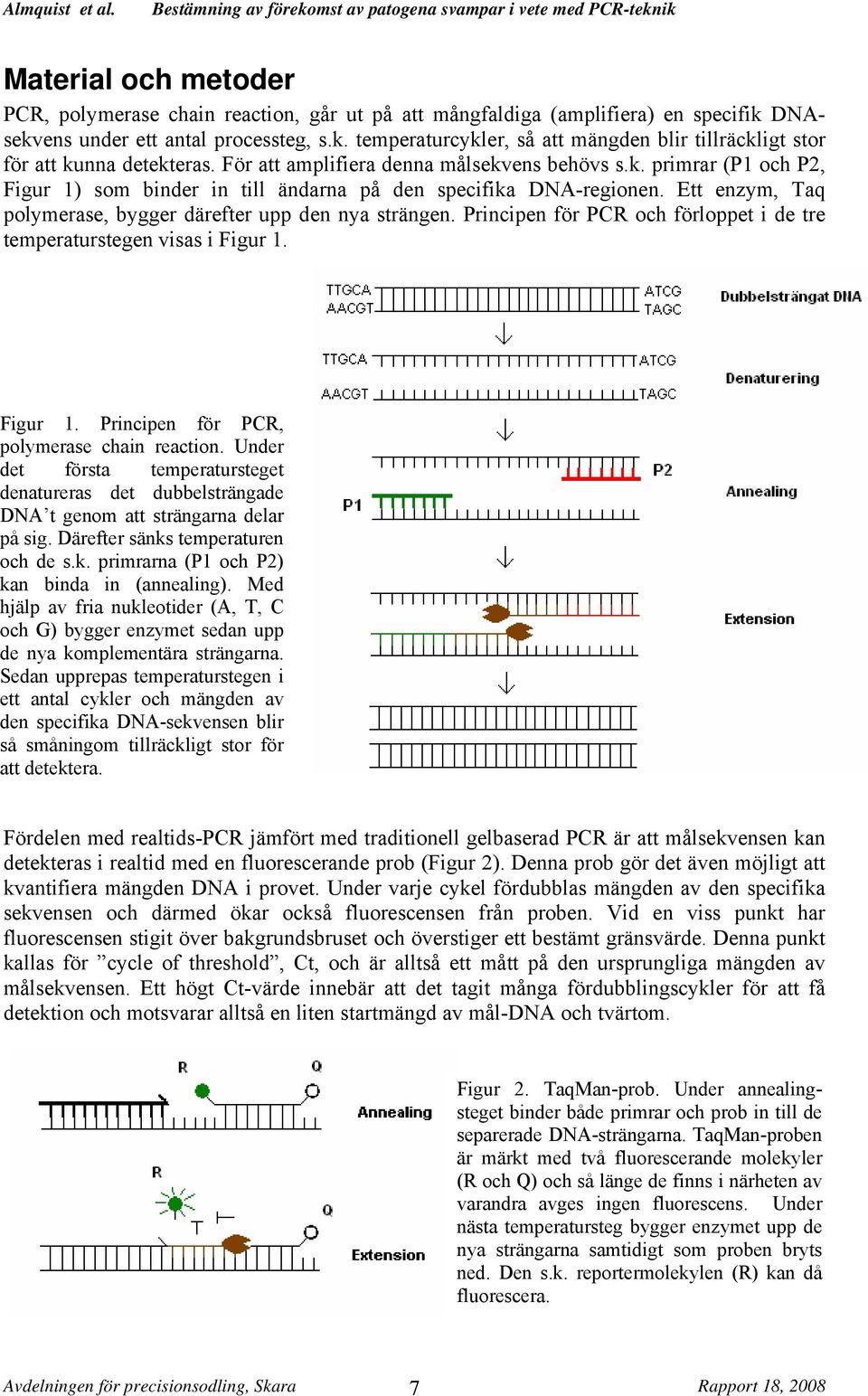 Principen för PCR och förloppet i de tre temperaturstegen visas i Figur 1. Figur 1. Principen för PCR, polymerase chain reaction.