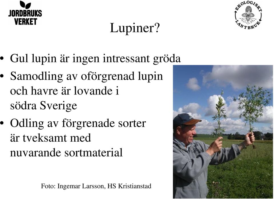 oförgrenad lupin och havre är lovande i södra Sverige