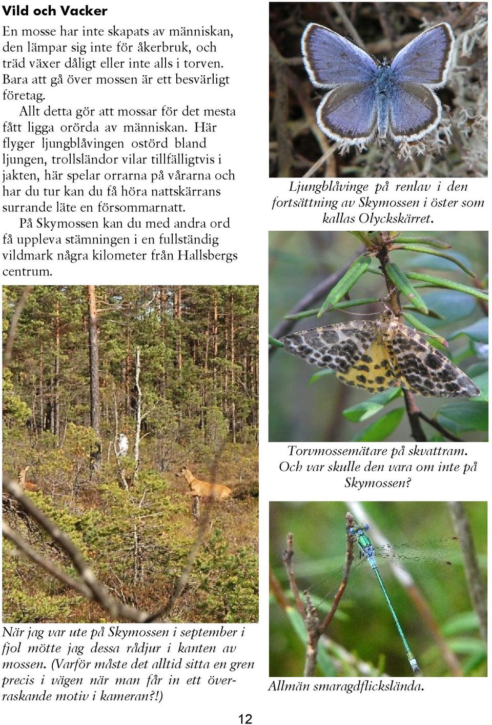 Här flyger ljungblåvingen ostörd bland ljungen, trollsländor vilar tillfälligtvis i jakten, här spelar orrarna på vårarna och har du tur kan du få höra nattskärrans surrande läte en försommarnatt.