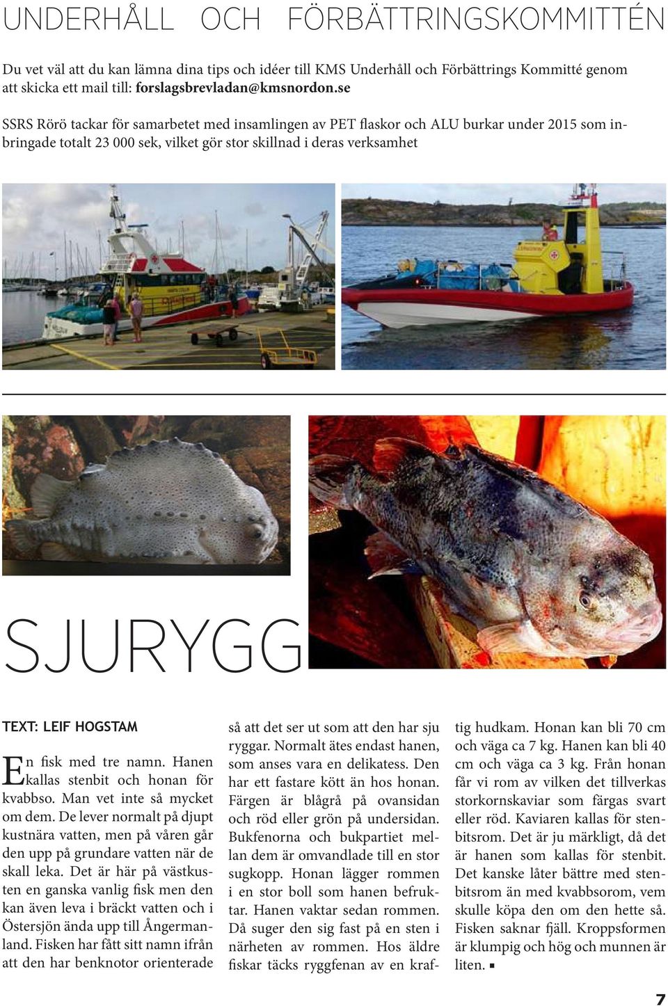 fisk med tre namn. Hanen kallas stenbit och honan för kvabbso. Man vet inte så mycket om dem. De lever normalt på djupt kustnära vatten, men på våren går den upp på grundare vatten när de skall leka.