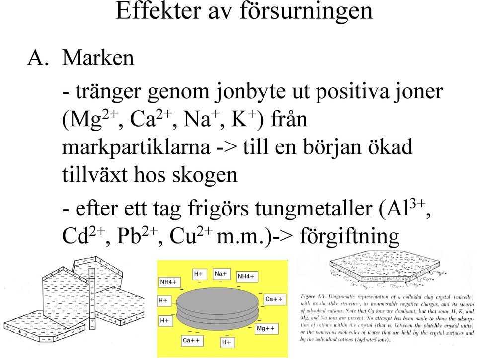 -> till en början ökad tillväxt hos skogen - efter ett tag