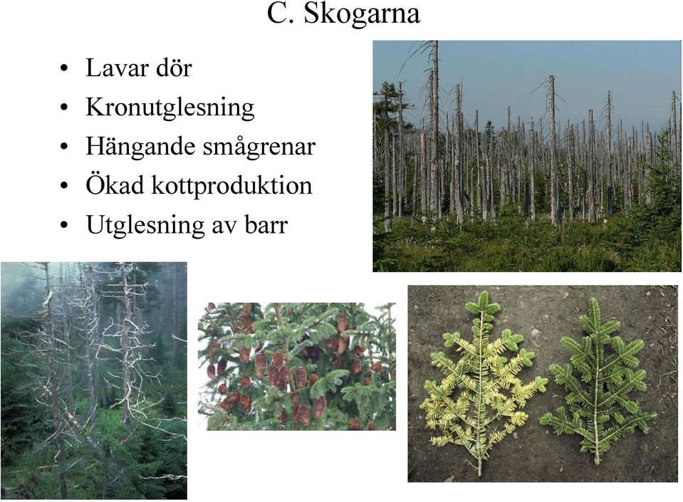 smågrenar Ökad