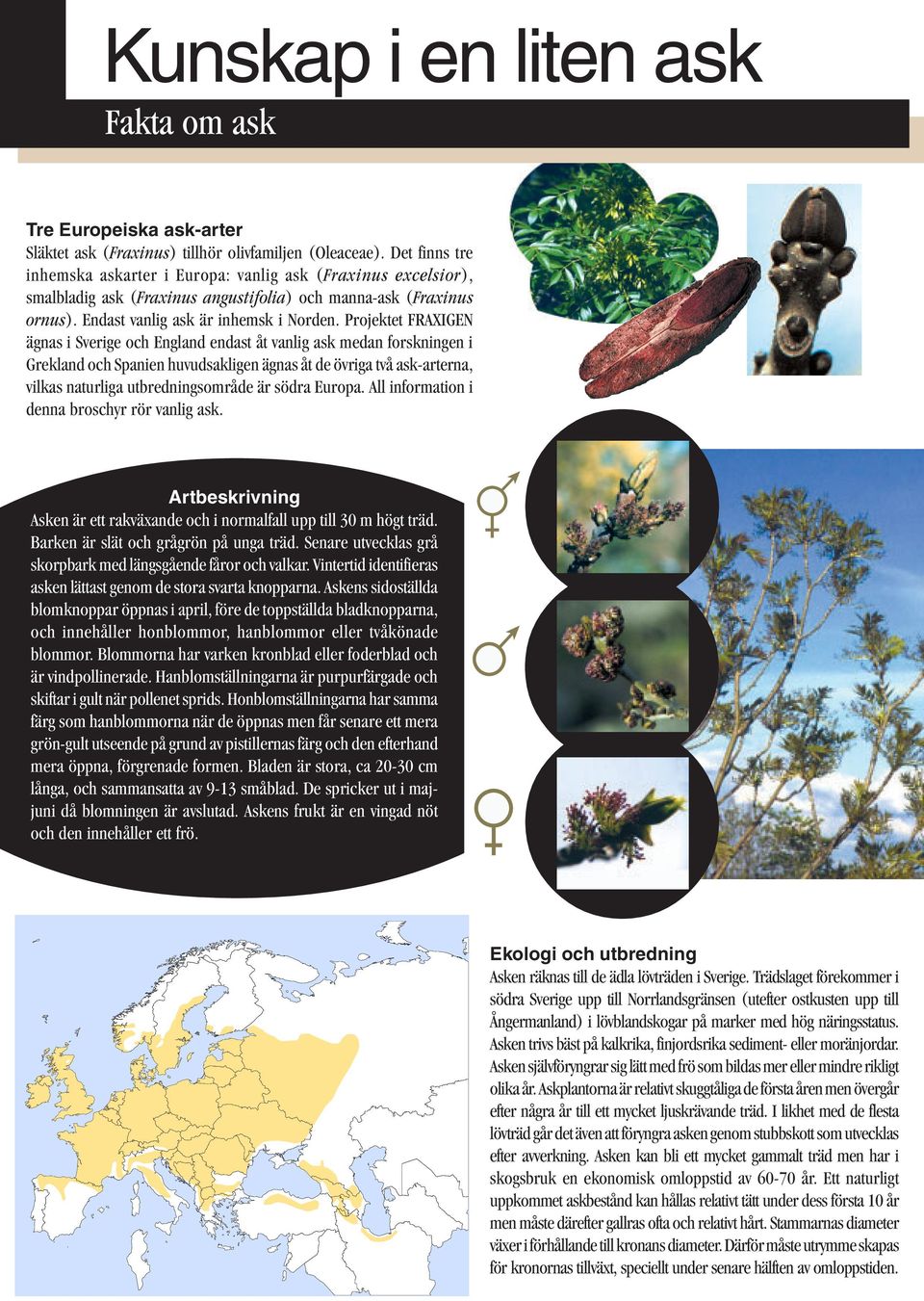 Projektet FRAXIGEN ägnas i Sverige och England endast åt vanlig ask medan forskningen i Grekland och Spanien huvudsakligen ägnas åt de övriga två ask-arterna, vilkas naturliga utbredningsområde är