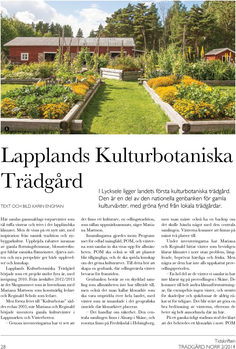 Här samlas gammaldags torparväxter som tål tuffa vintrar och trivs i det lappländska klimatet. Men de visas på ett nytt sätt, med inspiration från samisk tradition och nybyggarkultur.