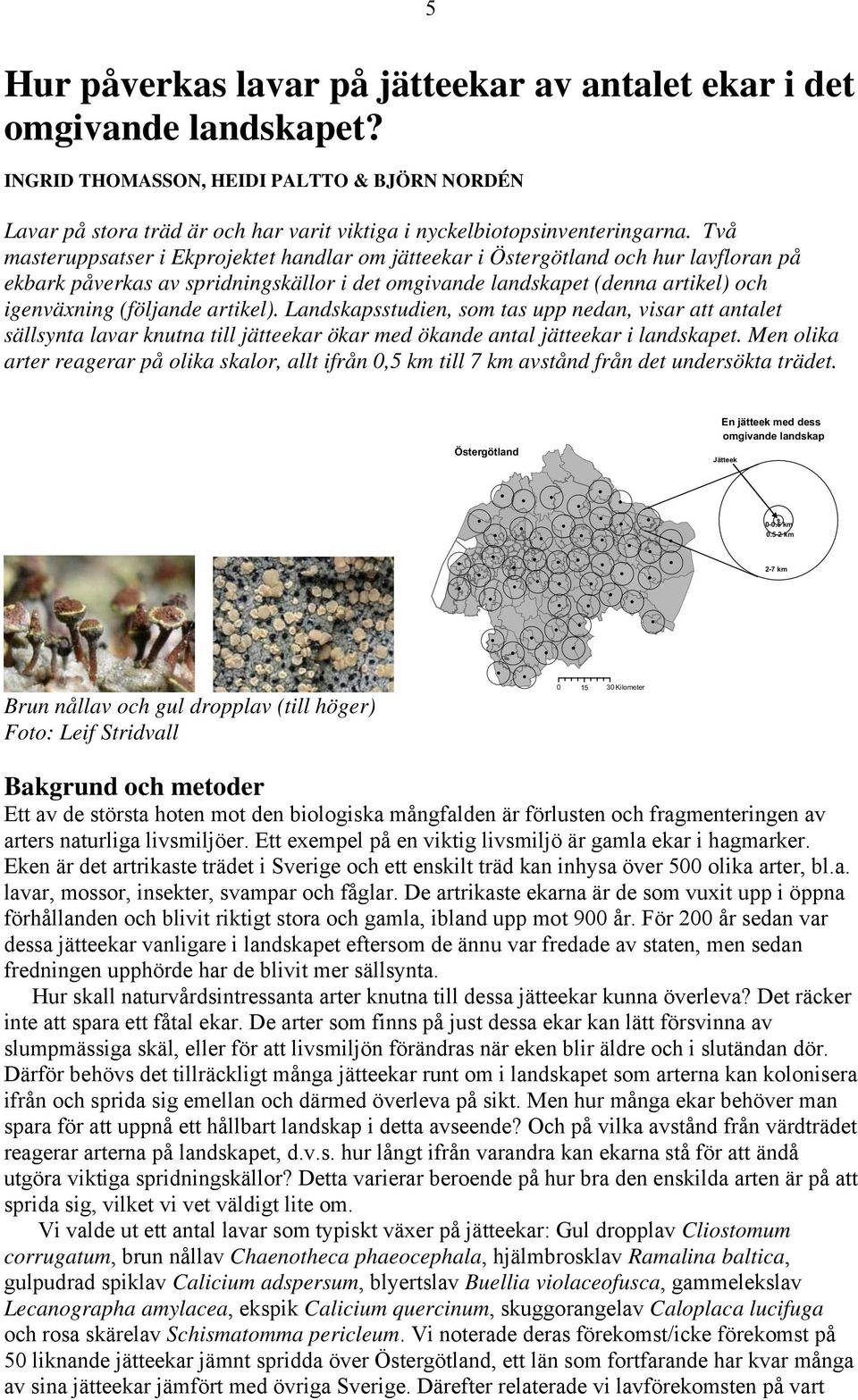 artikel). Landskapsstudien, som tas upp nedan, visar att antalet sällsynta lavar knutna till jätteekar ökar med ökande antal jätteekar i landskapet.