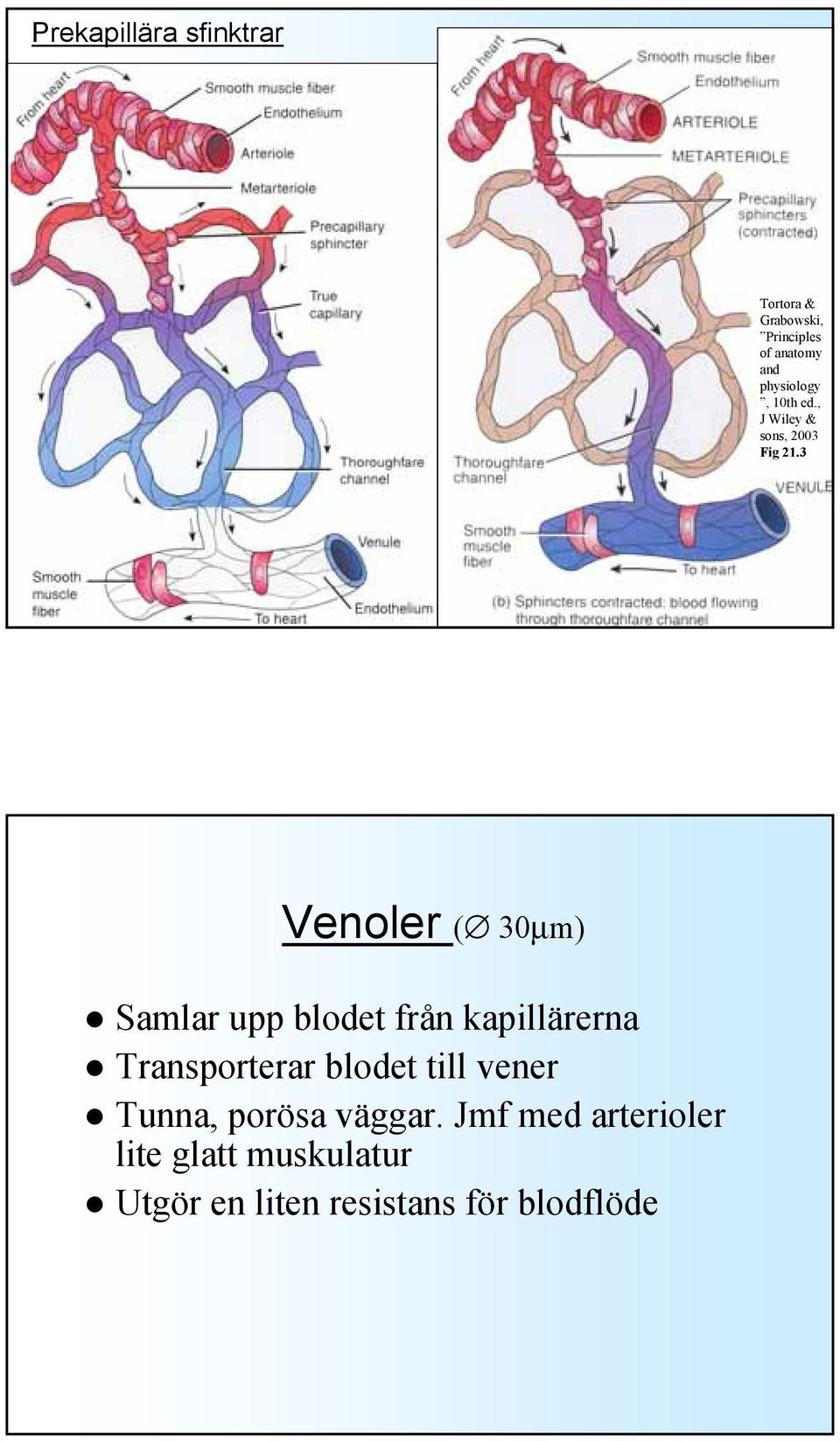 3 Venoler ( 30µm) Samlar upp blodet från kapillärerna Transporterar blodet