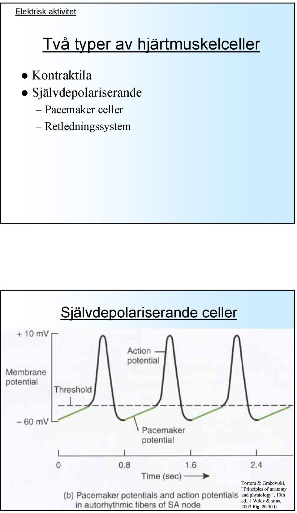 Självdepolariserande celler Tortora & Grabowski, Principles of