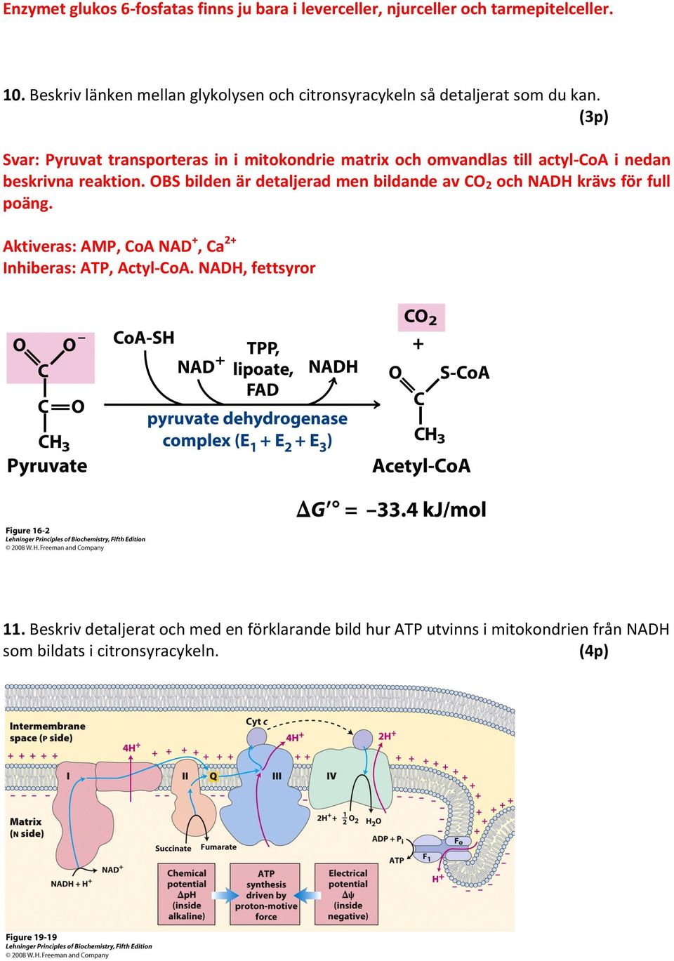(3p) Svar: Pyruvat transporteras in i mitokondrie matrix och omvandlas till actyl- CoA i nedan beskrivna reaktion.