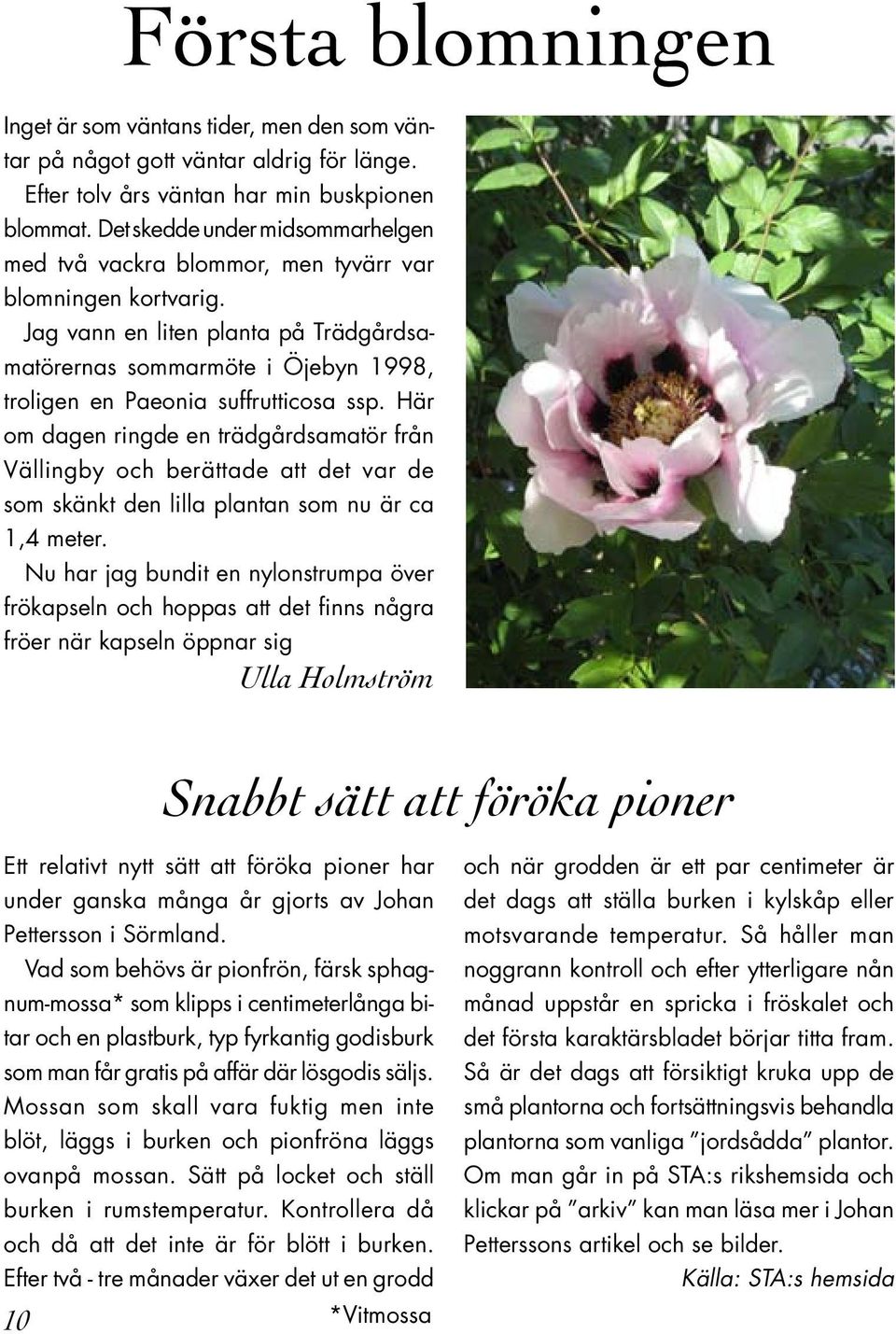 Jag vann en liten planta på Trädgårdsamatörernas sommarmöte i Öjebyn 1998, troligen en Paeonia suffrutticosa ssp.