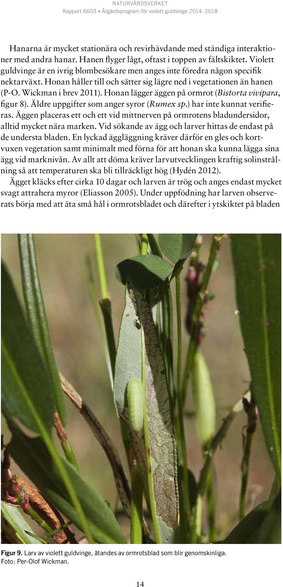 Honan lägger äggen på ormrot (Bistorta vivipara, figur 8). Äldre uppgifter som anger syror (Rumex sp.) har inte kunnat verifieras.