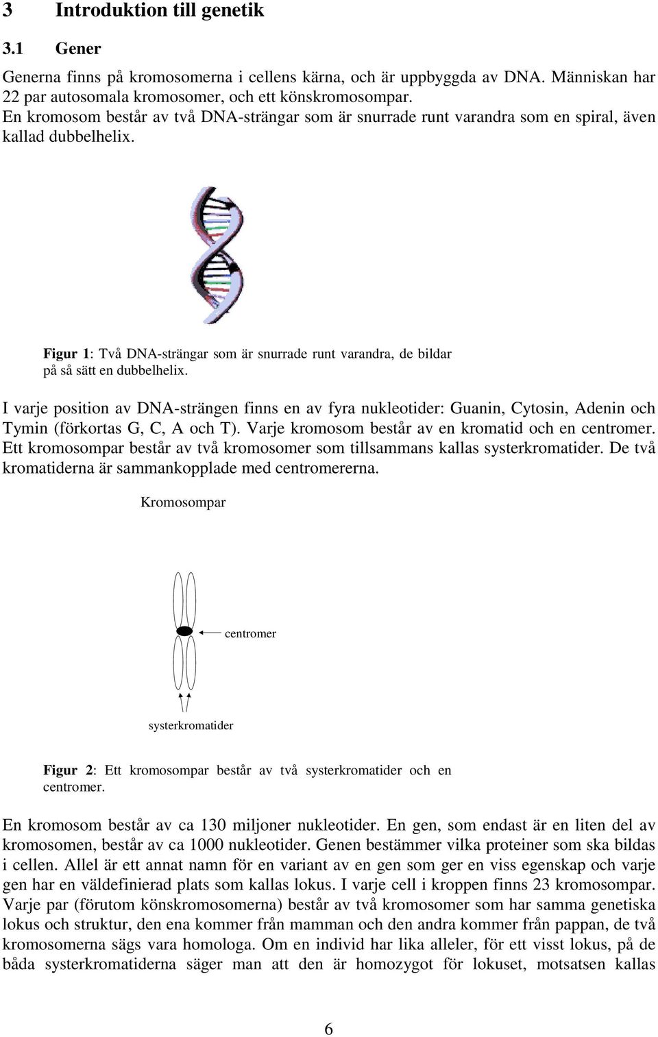 I varje poston av DNA-strängen fnns en av fyra nukleotder: Guann, Cytosn, Adenn och Tymn (förkortas G, C, A och T). Varje kromosom består av en kromatd och en centromer.