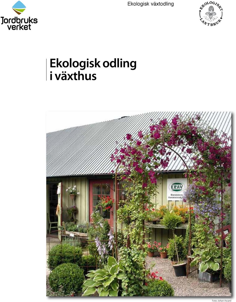 odling i växthus