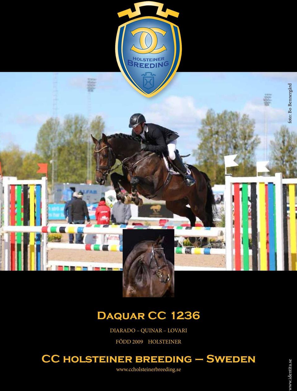 2009 HOLSTEINER CC holsteiner breeding