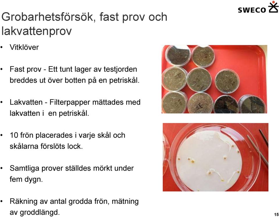 Lakvatten - Filterpapper mättades med lakvatten i en petriskål.